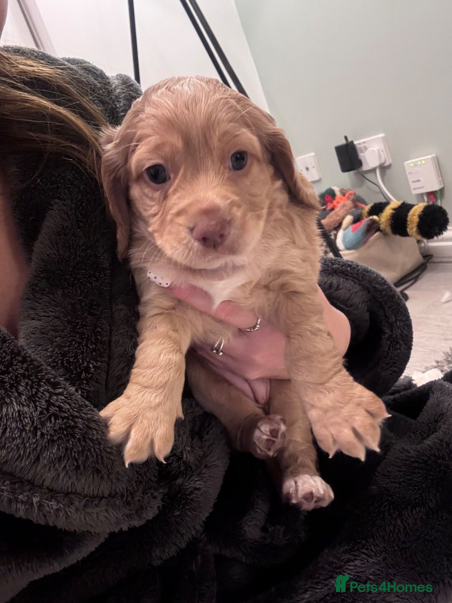 Cocker Spaniel dogs for sale: 2 left.Ready in 2 weeks 4 girl cocker spaniels - Advert 2