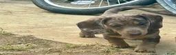 Miniature Dachshund dogs for sale: Miniature dachshunds  - Advert 12