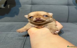 Chihuahua dogs for sale: Smooth coated and apple head chihuahua  - Image 1