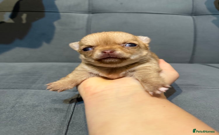 Chihuahua dogs - Advert 1