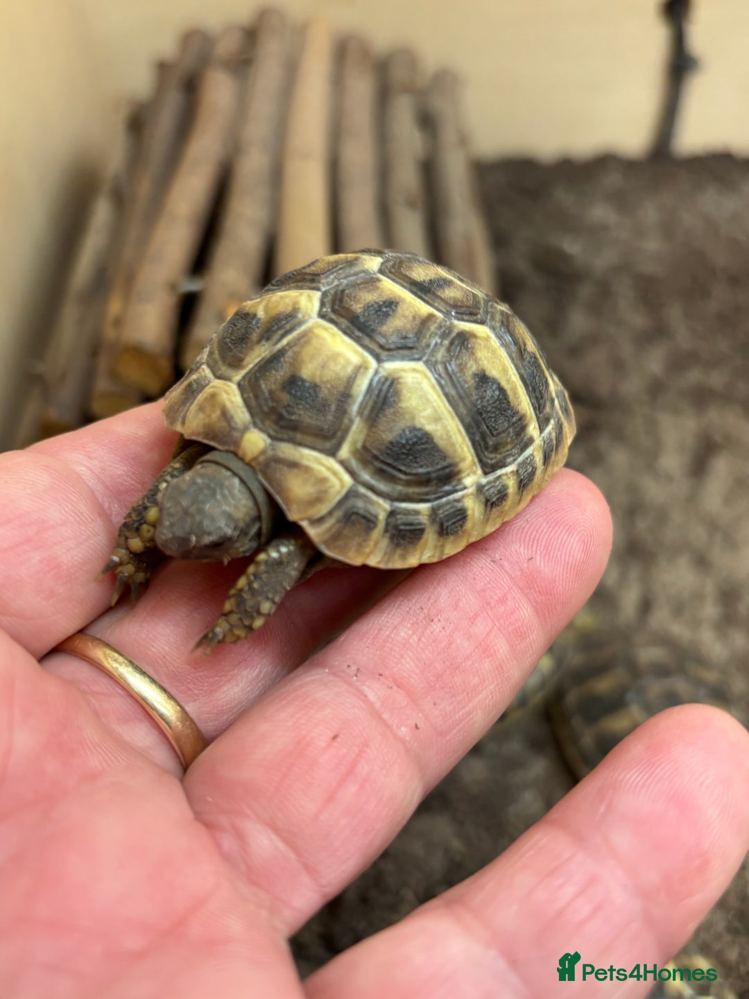 Tortoise reptiles for sale: Sulcata and Hermann Hatchlings  - Advert 8