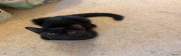 British Shorthair cats for sale: Two black kittens, one with some white    - Advert 9