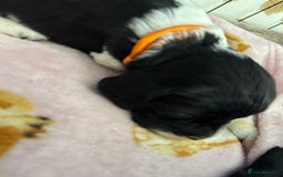 Sprocker dogs for sale: Beautiful Sprocker spaniel puppies ALL GIRLS - Image 7