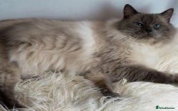 Ragdoll cats for sale: Ragdoll kittens for sale  - Image 9