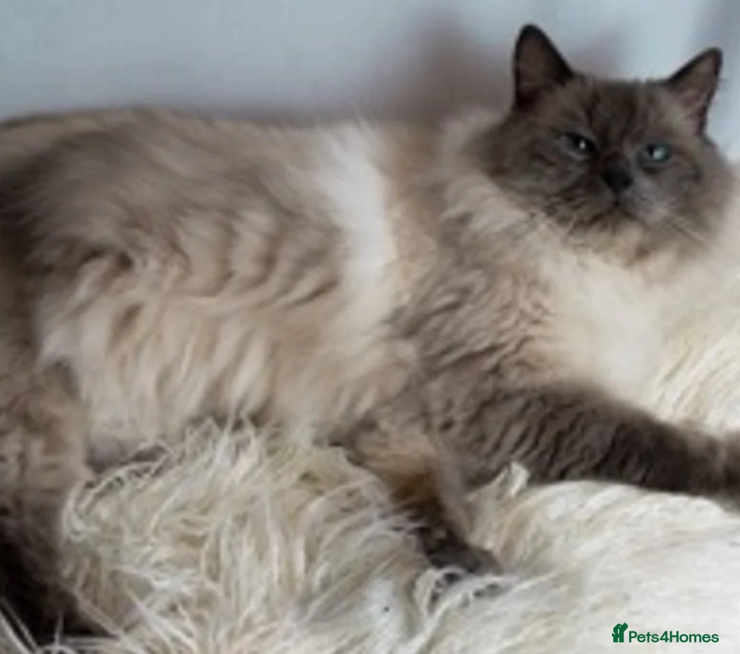 Ragdoll cats for sale: Ragdoll kittens for sale  - Image 9