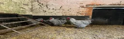 Chickens poultry for sale: Lavender buff Orpington cockerels  in Sherborne - Advert 2