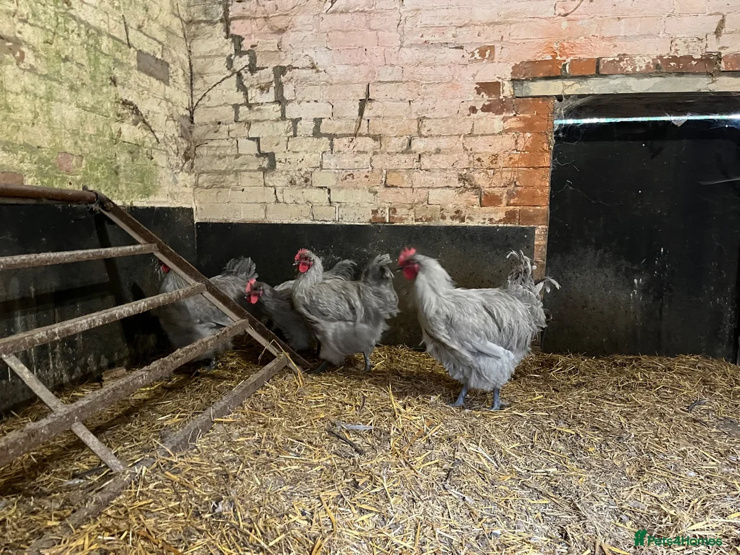Chickens poultry for sale: Lavender buff Orpington cockerels  in Sherborne - Advert 2