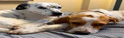 Pointer dogs for adoption: Remi (English Pointer) in Bedford - Advert 26