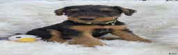 Airedale Terrier dogs for sale: Airedale terrier puppies for sale - Advert 4