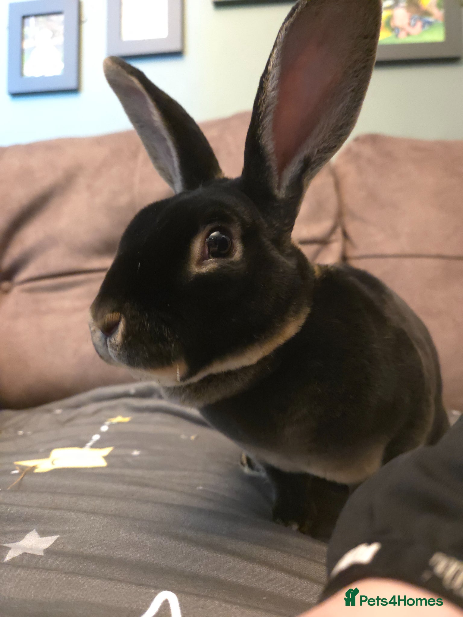 Rex rabbits Black Otter Rex buck 🩵VERY TAME - Advert 6