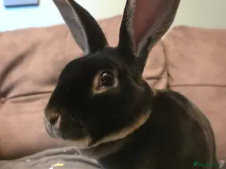 Rex rabbits Black Otter Rex buck 🩵VERY TAME - Advert 6