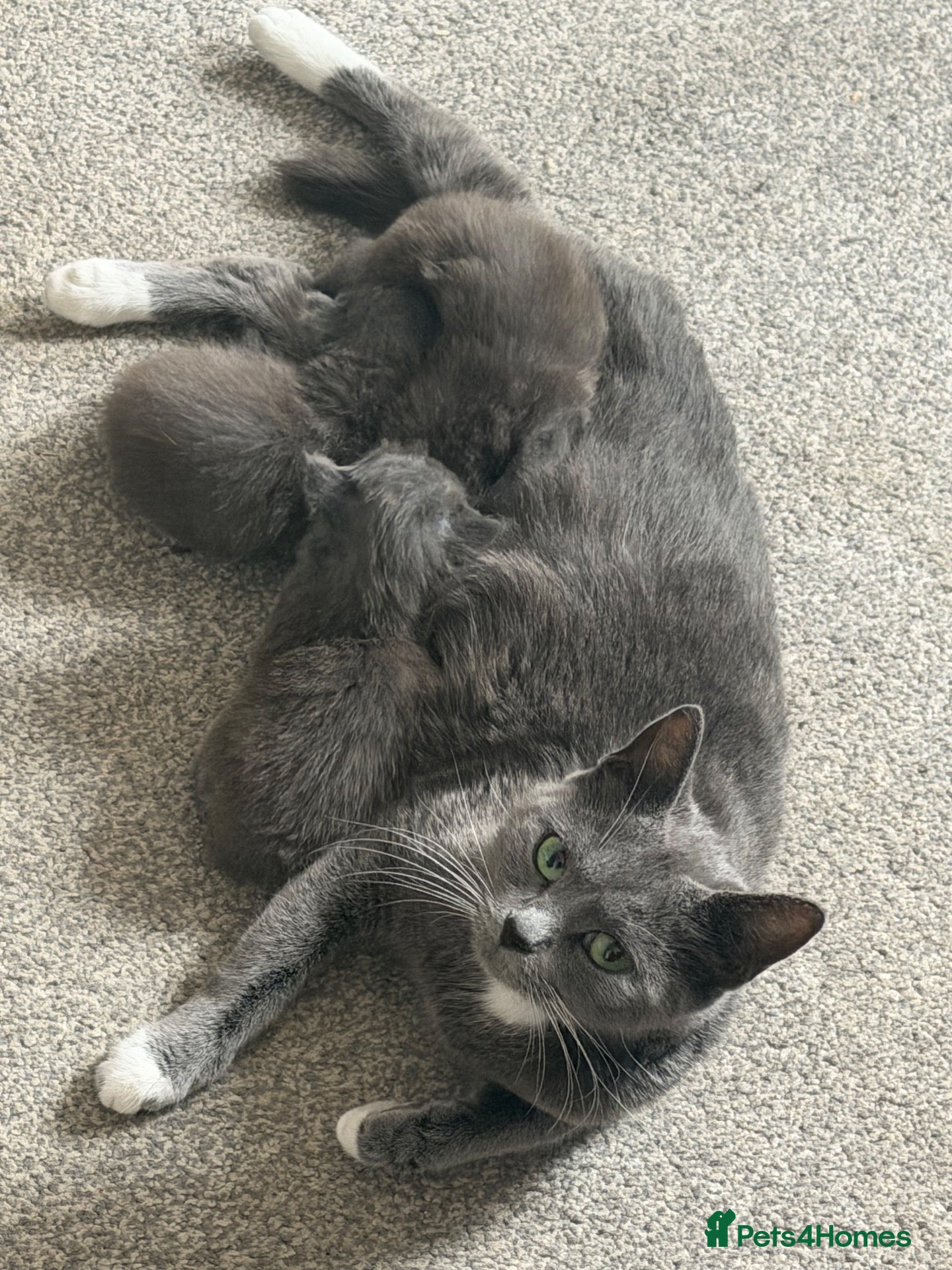 Mixed Breed cats Three grey kittens  - Advert 2