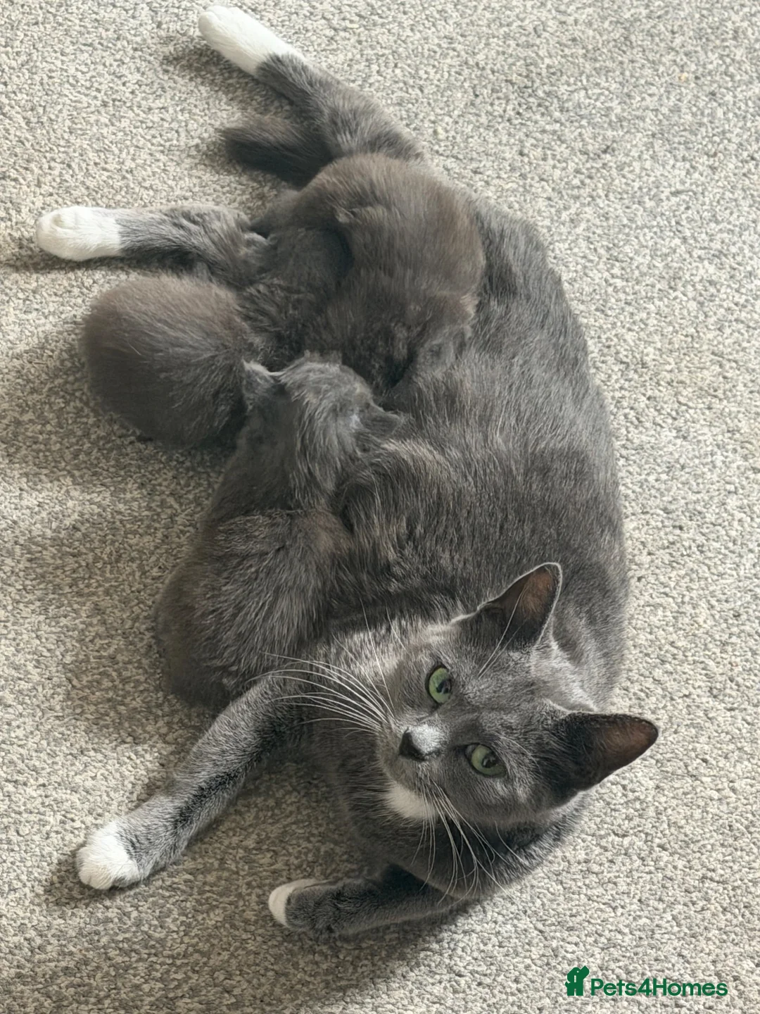 Mixed Breed cats for sale: Three grey kittens  in Peterborough - Advert 1