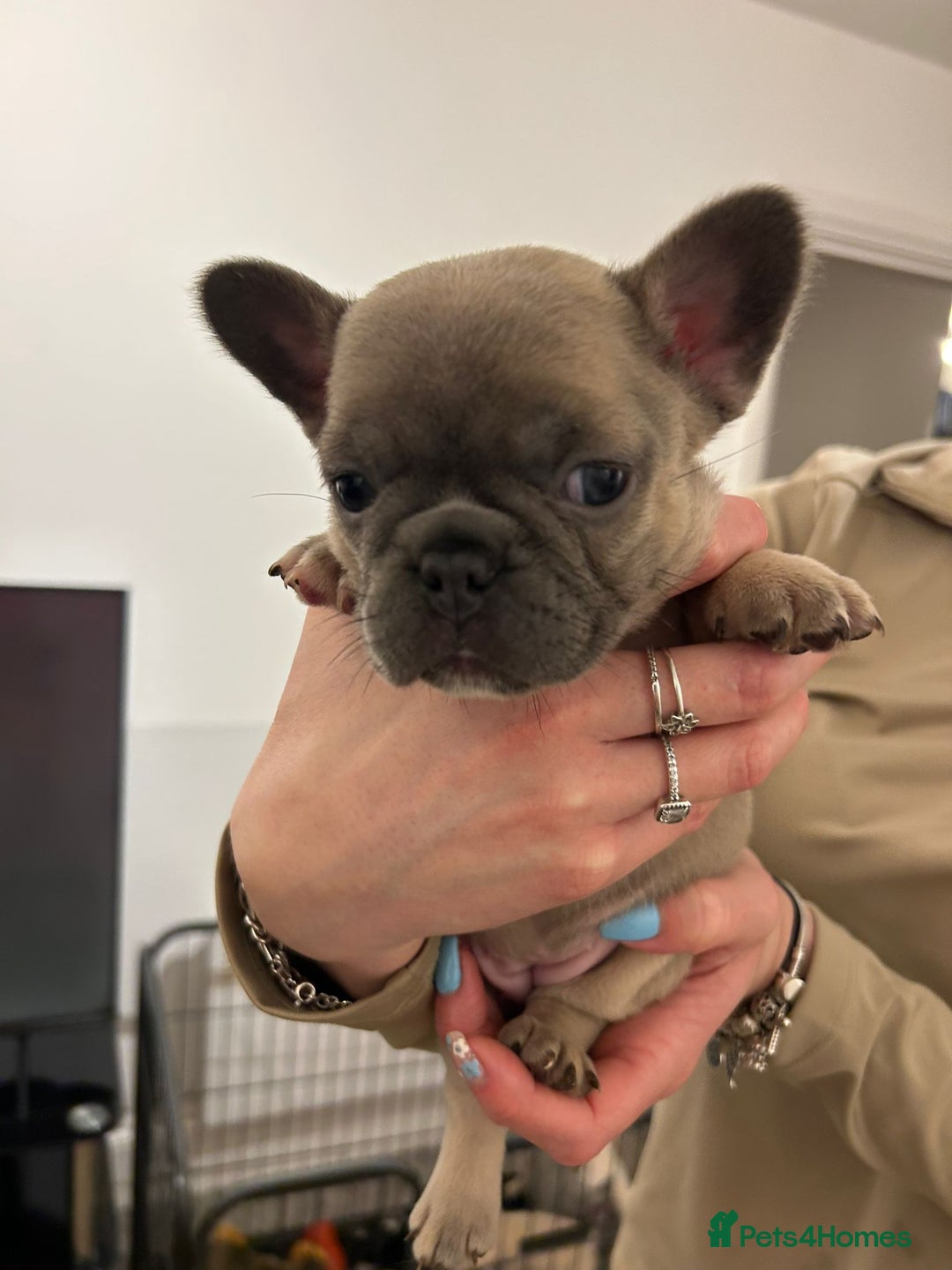 French Bulldog dogs for sale: French bulldog pups! - Image 9