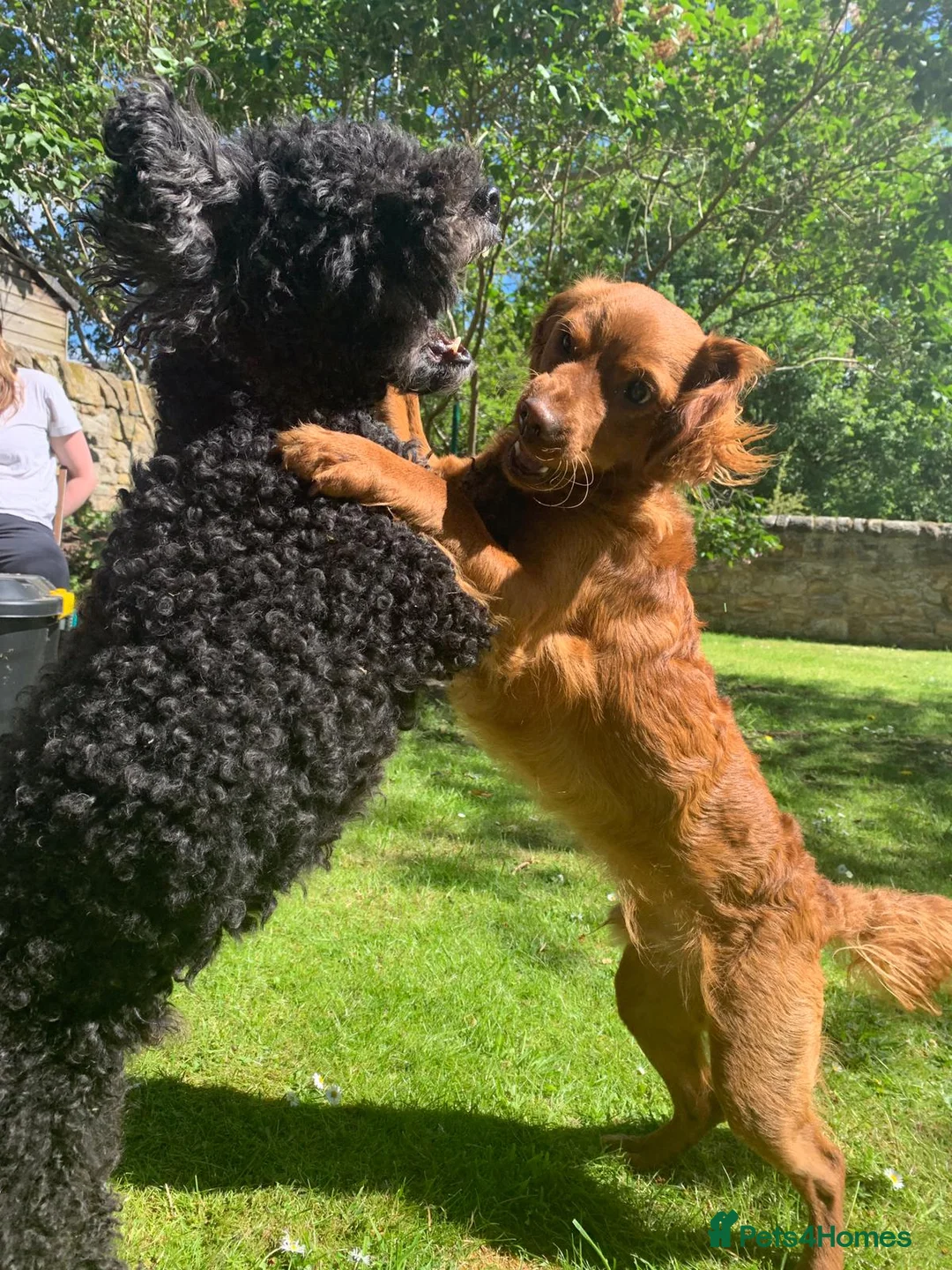 Mixed Breed dogs for sale: Loving dog needs new home - Advert 6