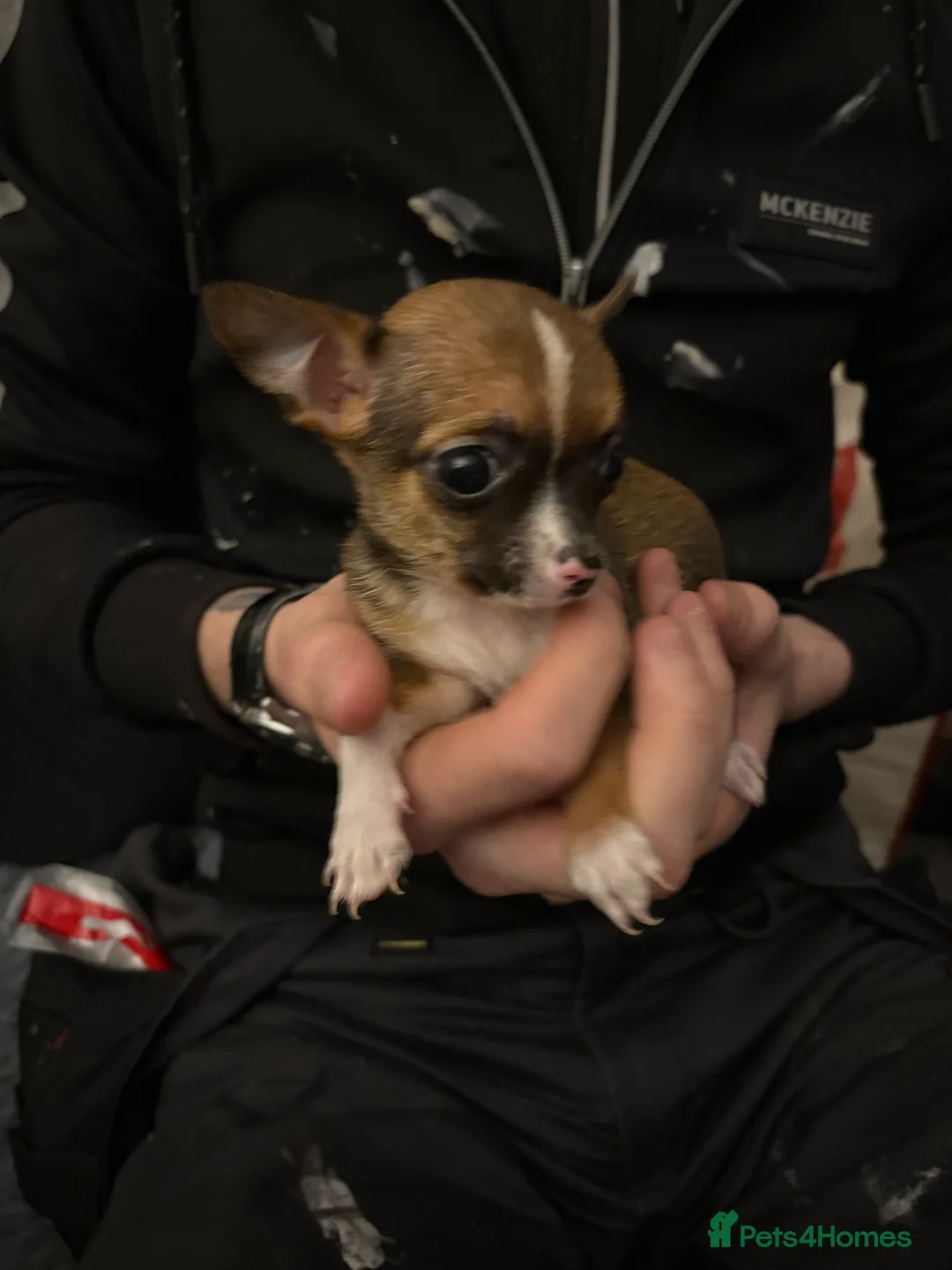 Mixed Breed dogs for sale: Jackawawa pups  - Advert 14