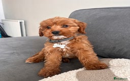 Cavapoo dogs for sale: 10 week cavapoo male puppy - Image 3