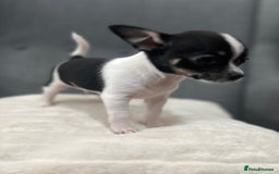 Chihuahua dogs for sale: 5Stunning tiny Smooth coat 🍏head chihuahua puppys - Image 8