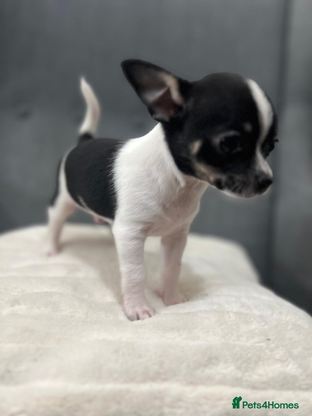 Chihuahua dogs for sale: 5Stunning tiny Smooth coat 🍏head chihuahua puppys - Image 8