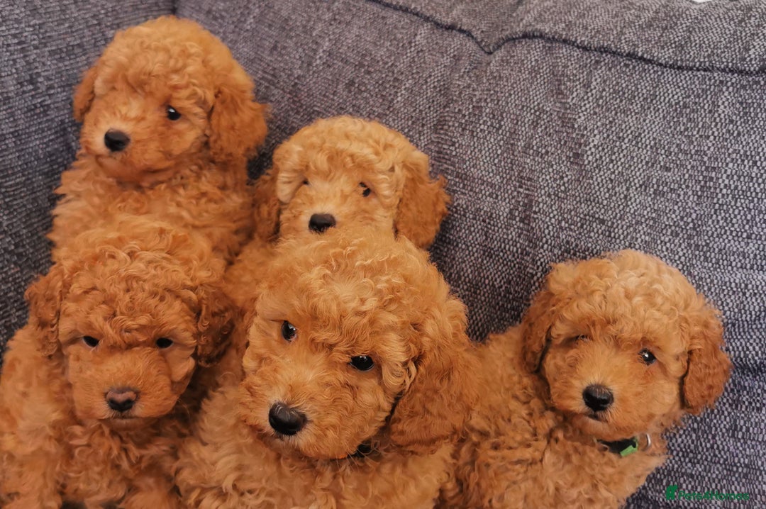 Toy Poodle dogs for sale: Outstanding quality KC Reg Toy poodle puppies  - Image 3