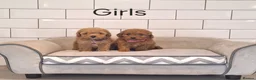 Cavapoochon dogs for sale: Beautiful Cavapoochons 💞 - Advert 3