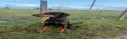 Dobermann dogs for sale: Judge - Advert 6