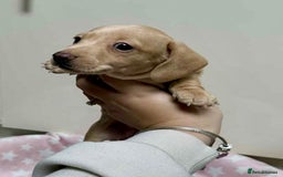 Miniature Dachshund dogs for sale: Cream Dapples & Red Dapples KC registered  - Image 5