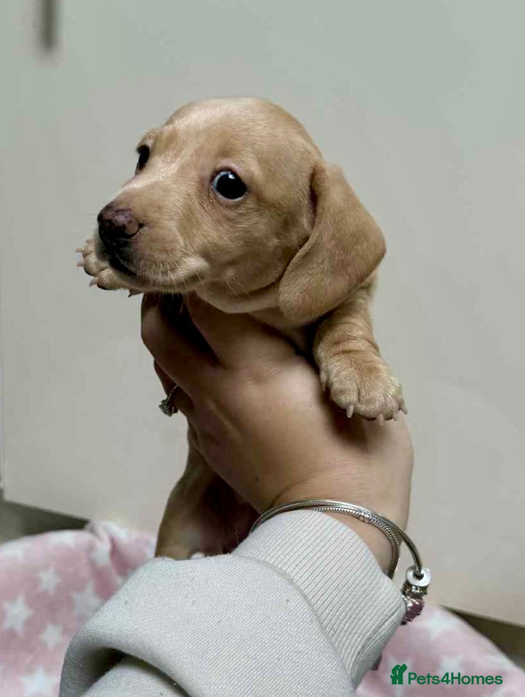 Miniature Dachshund dogs for sale: Cream Dapples & Red Dapples KC registered  - Image 5