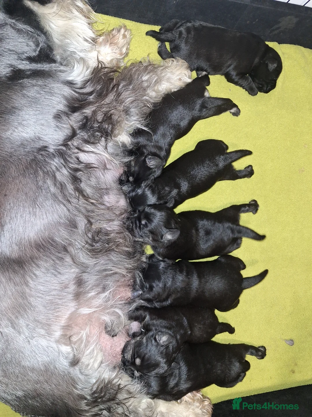 Miniature Schnauzer dogs for sale: 8 adorable miniature schnauzer puppies  - Advert 9