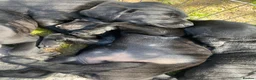 Labrador Retriever dogs for stud: Black Labrador Stud - Shadow/Proven in Ivybridge - Advert 7