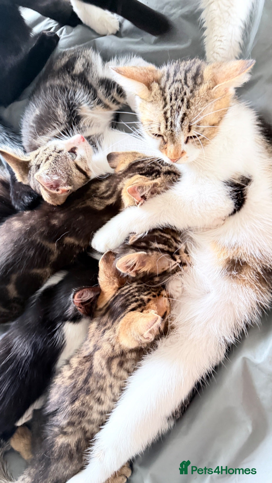 Domestic Shorthair cats Domestic Shorthair Tabby - Advert 2