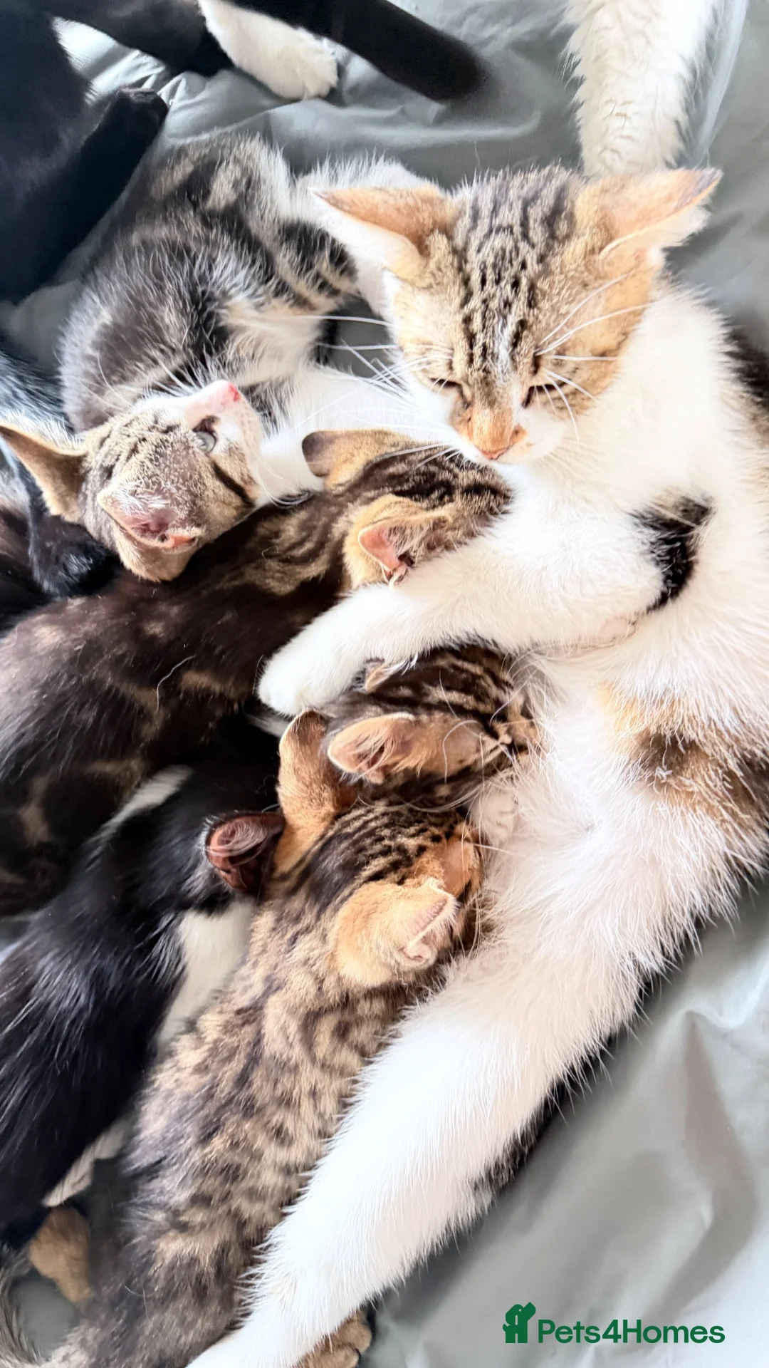 Domestic Shorthair cats for sale: Domestic Shorthair Tabby - Advert 1