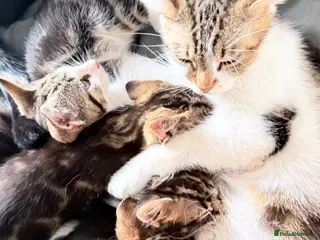 Domestic Shorthair cats Domestic Shorthair Tabby - Advert 3