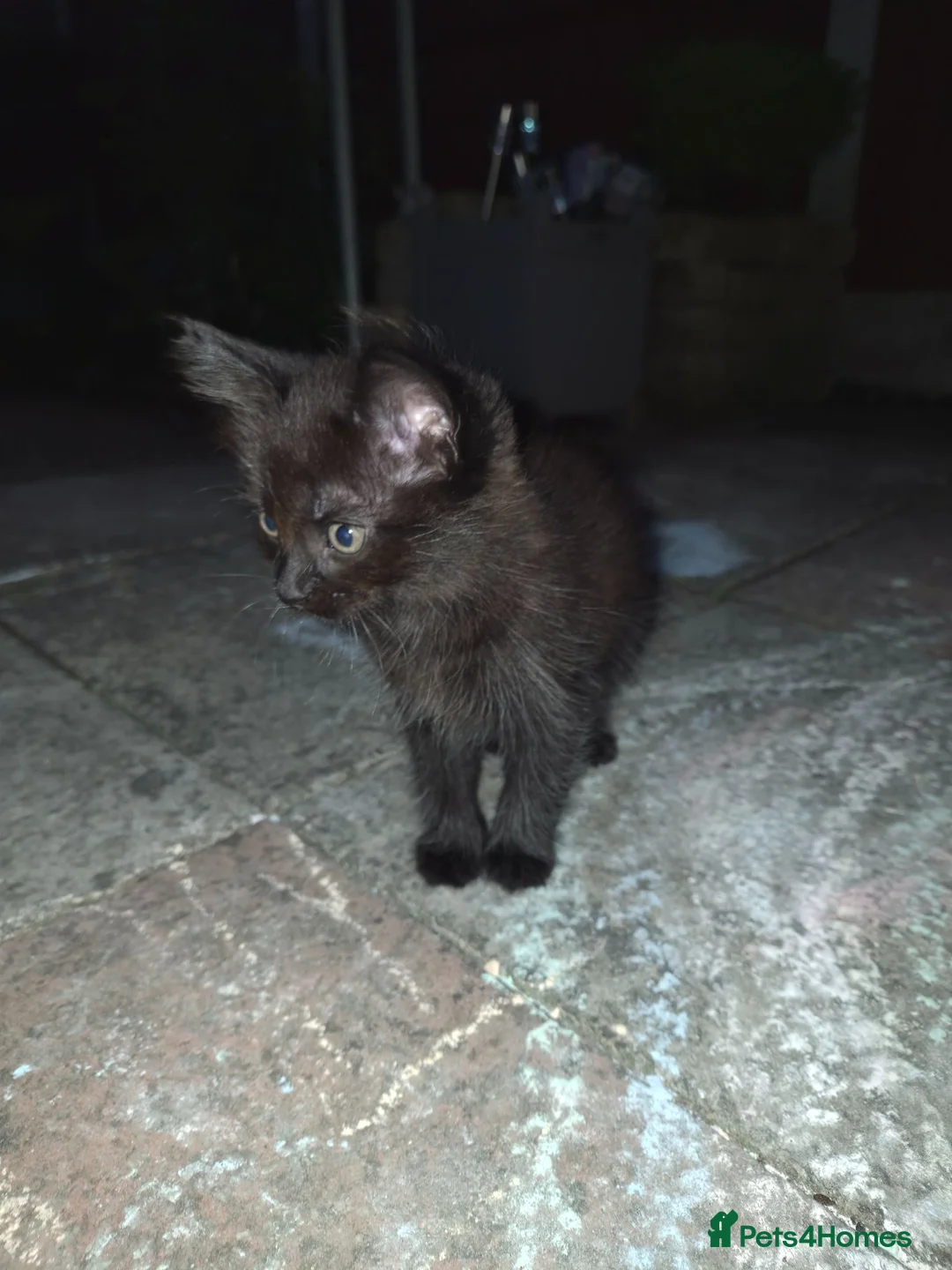 Mixed Breed cats for sale: Kitten  - Advert 2