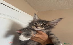 Maine Coon cats for sale: Gorgeous maine coon kittens  - Image 5