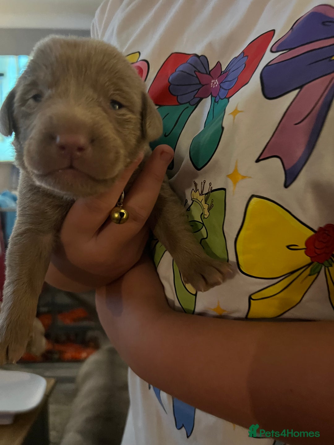 Labrador Retriever dogs for sale: Kc dna clear silver Labrador pups  - Advert 8