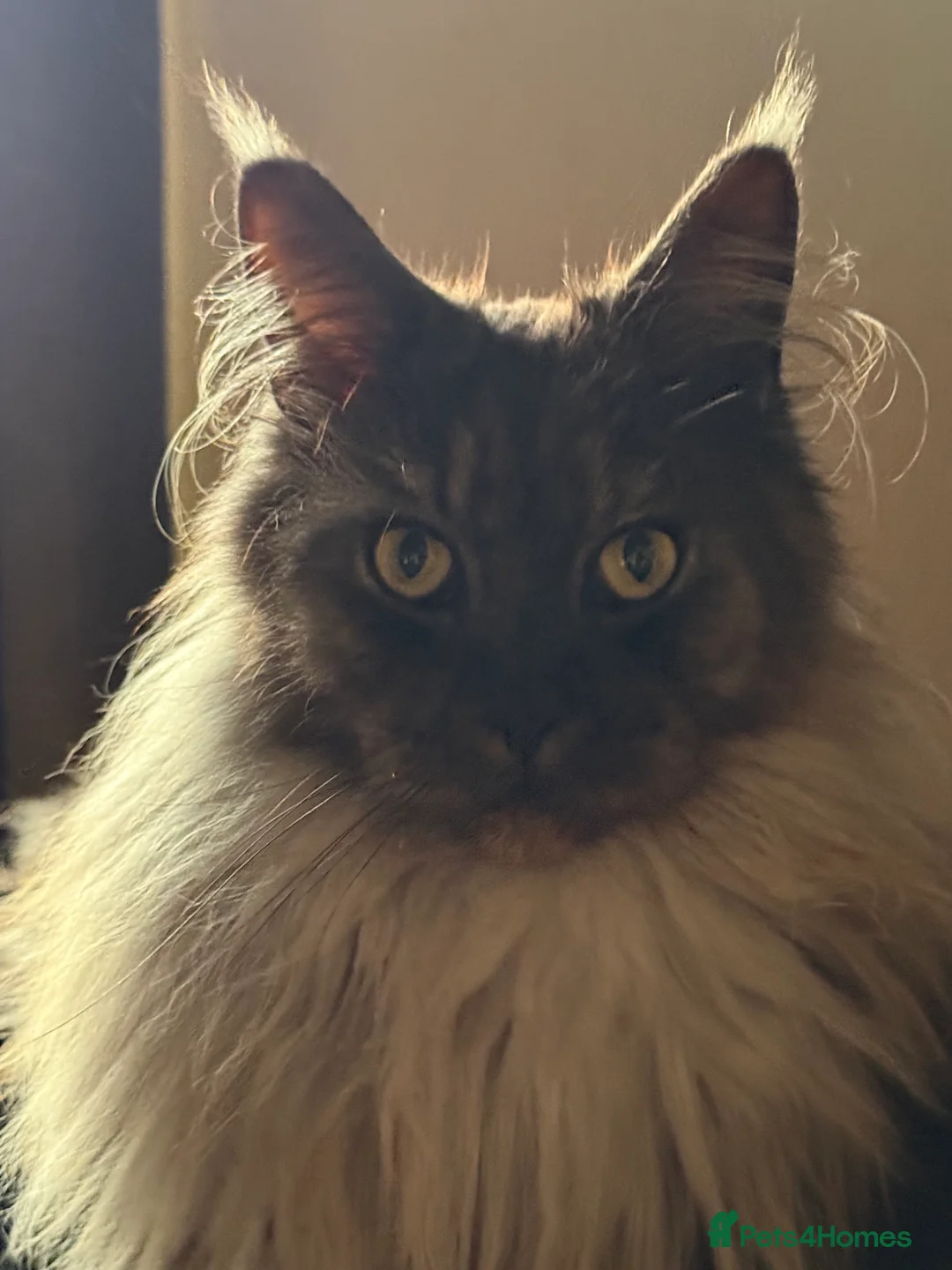 Maine Coon cats for sale: Maine Coon pair male & female 3 & 5 years old - Advert 2