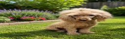 Poochon dogs for sale: F1B poochon puppies  - Advert 9