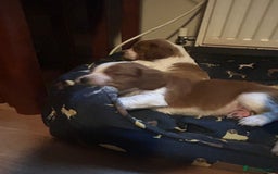 Welsh Springer Spaniel dogs for sale: Kc reg Welsh springer spaniel male puppies - Image 31