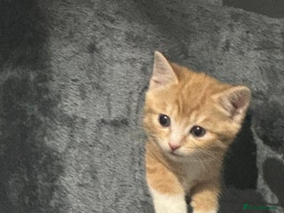 Mixed Breed cats 1 male ginger kitten - Advert 1