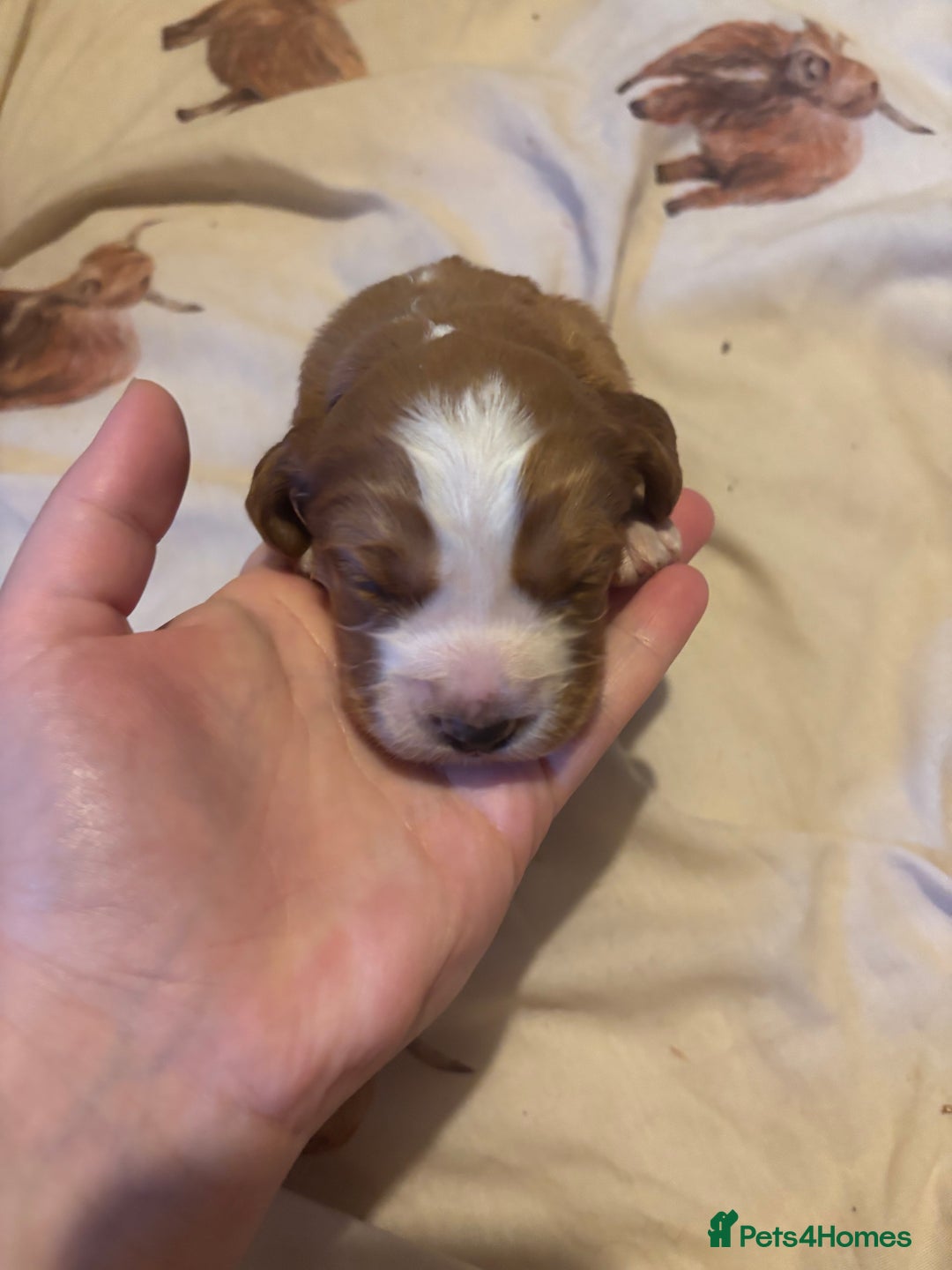 Cocker Spaniel dogs for sale: 6 beautiful cocker spaniels ALL DEPOSIT PAiD - Advert 22