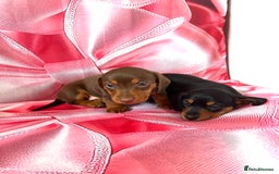 Dachshund dogs for sale: Mini dachshund puppies, PRA clear, health tested - Image 13