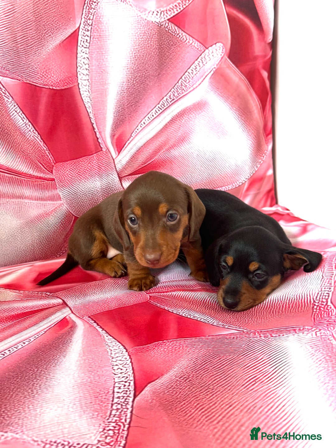 Dachshund dogs for sale: Mini dachshund puppies, PRA clear, health tested - Image 13