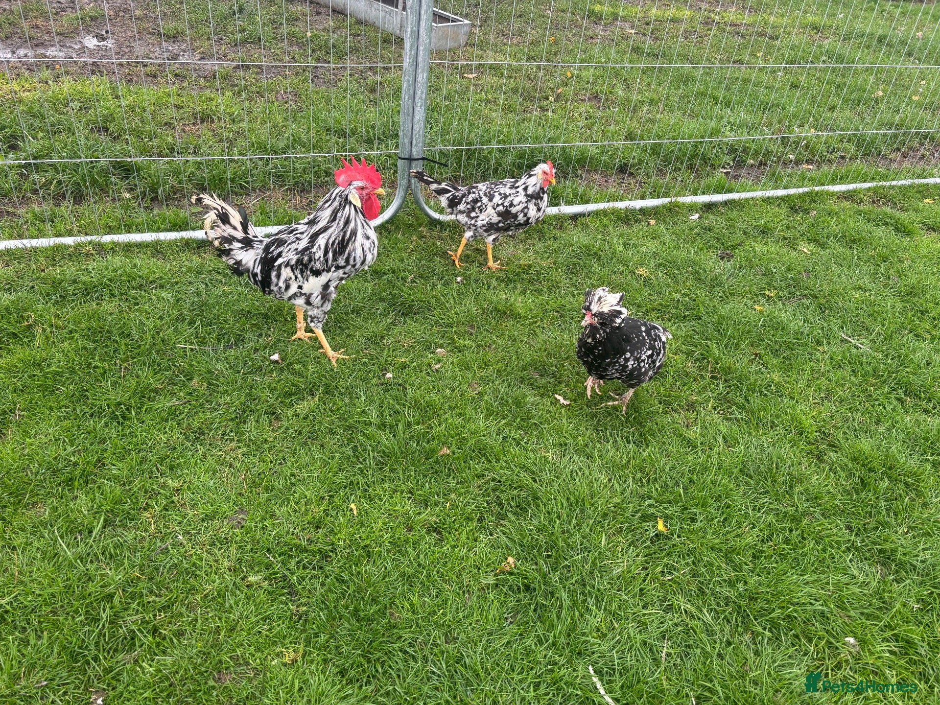 Chickens poultry for sale: Exchequer leghorns  - Advert 3