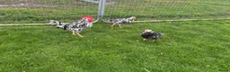 Chickens poultry for sale: Exchequer leghorns  - Advert 1