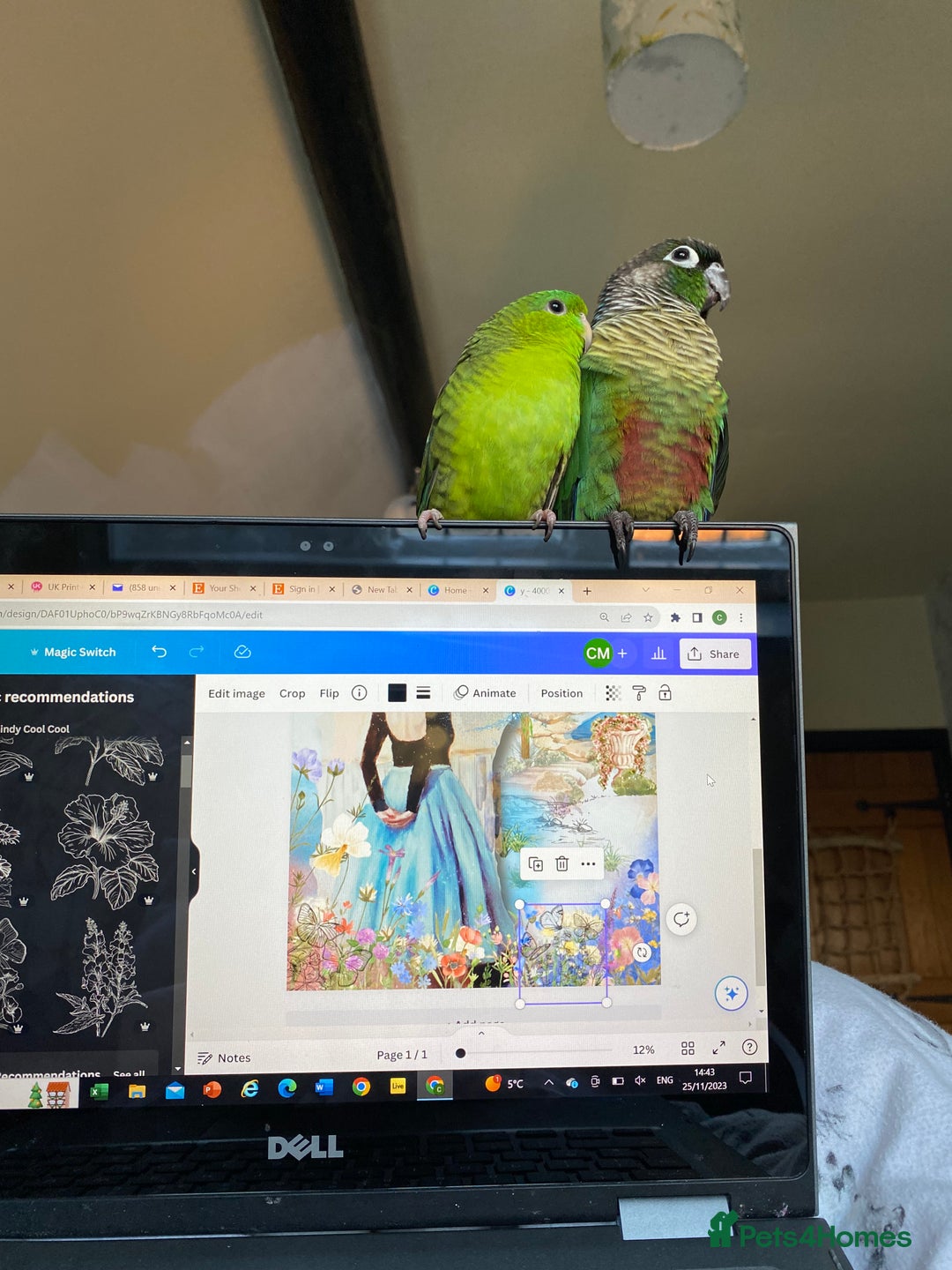Conures birds for sale: Green cheek conure for sale  - Image 4
