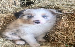 Border Collie dogs for sale: 5 beautiful border collie pups  - Image 4