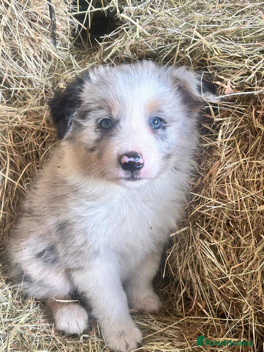 Border Collie dogs for sale: 5 beautiful border collie pups  - Image 4
