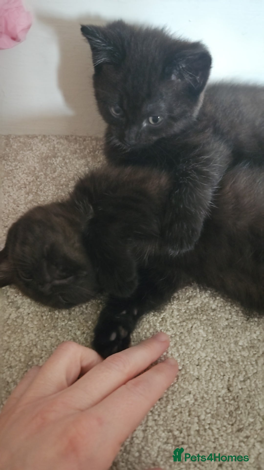 Mixed Breed cats for sale: Stunning Bengal x British Shorthair Kittens - Advert 6