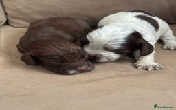 Cocker Spaniel dogs for sale: Cocker spaniel puppies  - Image 21